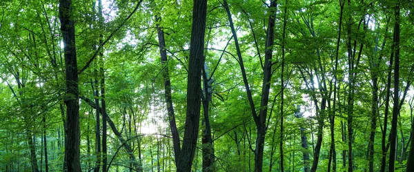Огромная панорама леса — стоковое фото