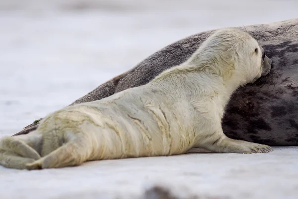Joven foca cachorro gris — Foto de Stock