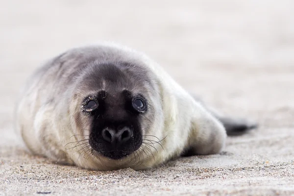 Joven foca cachorro gris — Foto de Stock