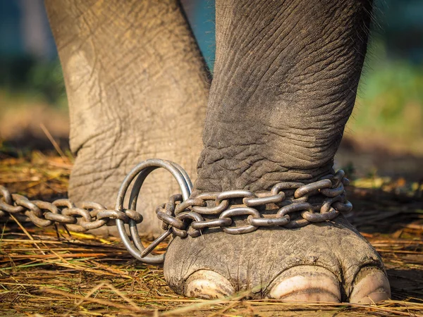 Olifant de voet gebonden aan metalen ketting — Stockfoto