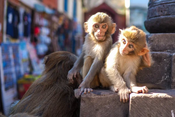 Małpa siedzący na swayambhunath stupa — Zdjęcie stockowe