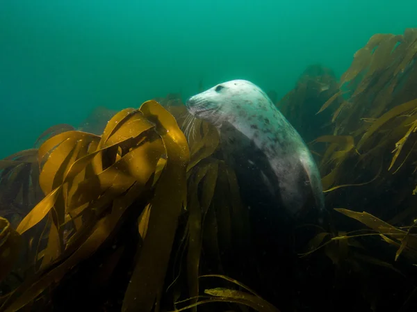 Grijze zeehond in Noordzee — Stockfoto