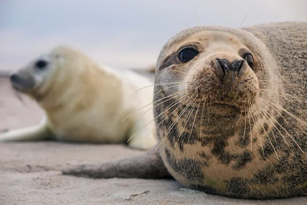 Jonge pup zegel — Stockfoto