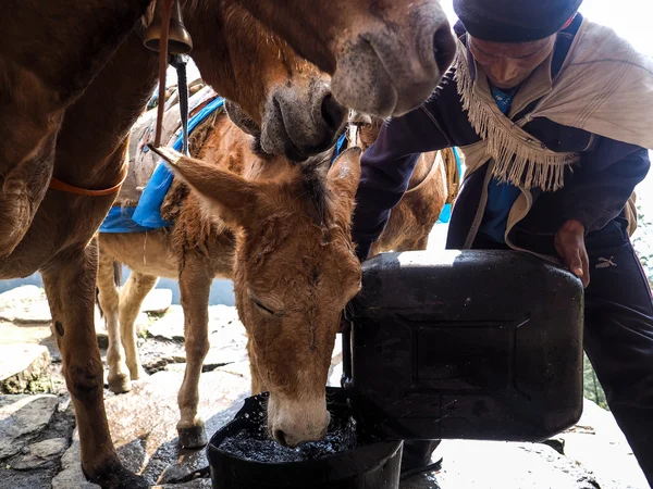 Donkeys drinking water