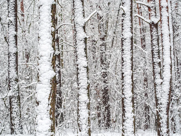 Forêt enneigée après les chutes de neige — Photo