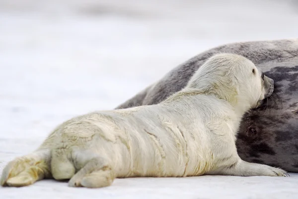Genç gri yavru fok — Stok fotoğraf