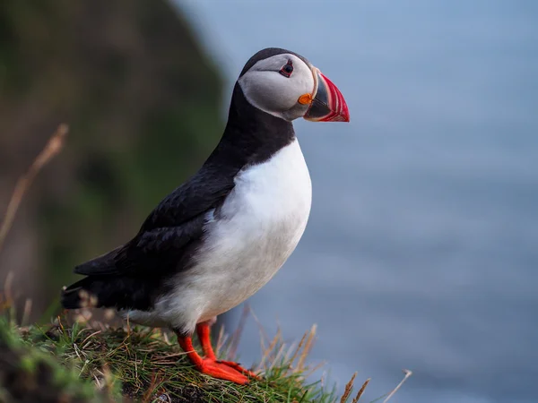 Süßer atlantischer Papageitaucher in Island — Stockfoto