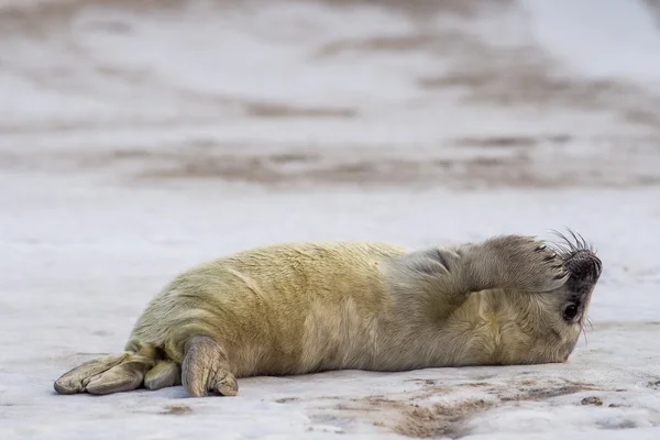 Giovane cucciolo di foca grigio — Foto Stock