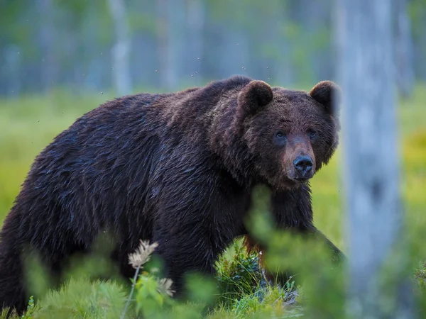 Brown bear — Stock Photo, Image