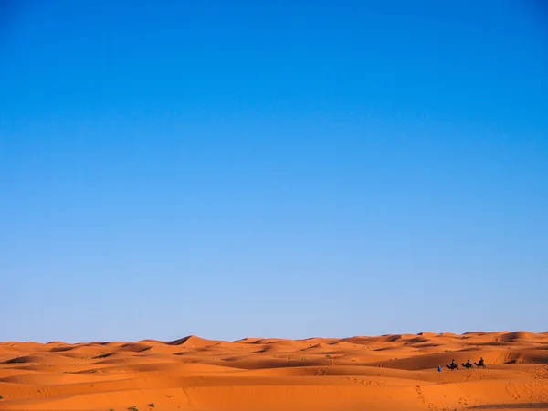 Kamelkarawane in der Sahara-Wüste — Stockfoto