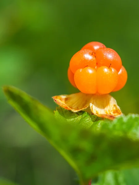 Olgun berry cloudberry — Stok fotoğraf