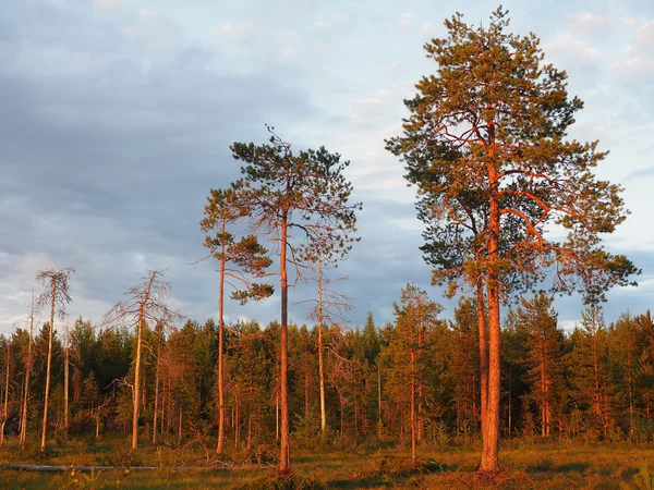 Solen skiner genom skogen — Stockfoto