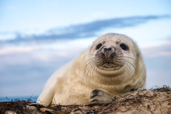 Young puppy seal — Stock Photo, Image