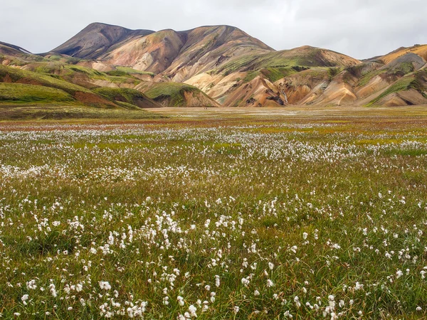 Rezerwat przyrody fjallabak landmannalaugar — Zdjęcie stockowe