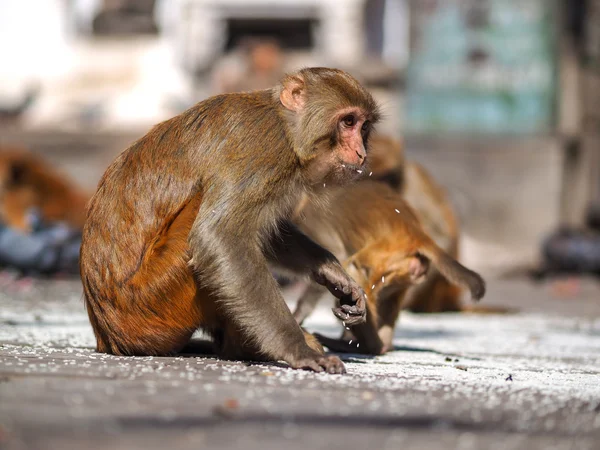 Mono sentado en Swayambhunath estupa — Foto de Stock