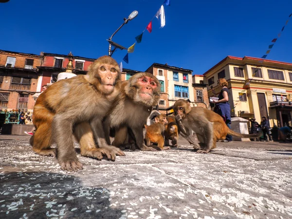 Macaco sentado em swayambhunath stupa — Fotografia de Stock
