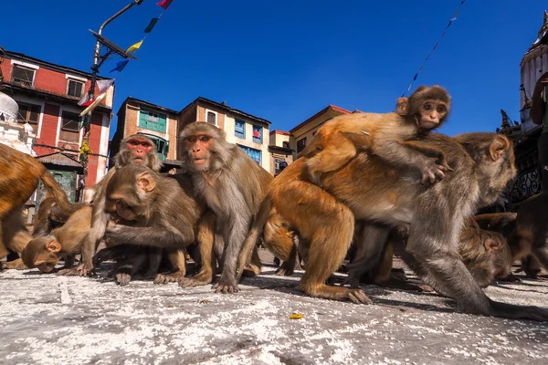 Vergadering aap swayambhunath Stupa, Nepal, Azië — Stockfoto