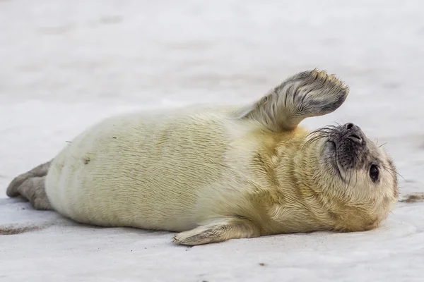 Young Grey Seal pup — Stock Photo, Image