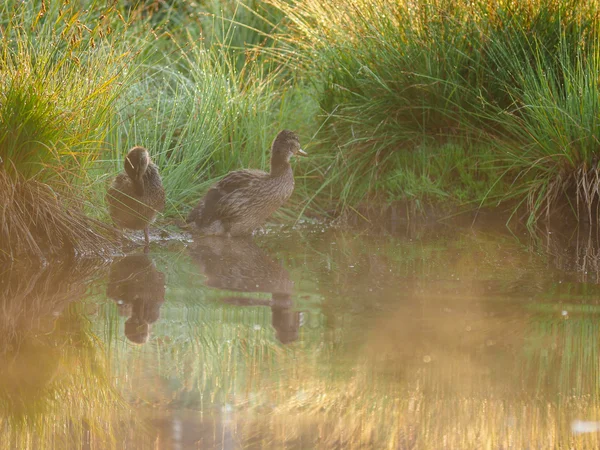 Pato e patinhos na água — Fotografia de Stock