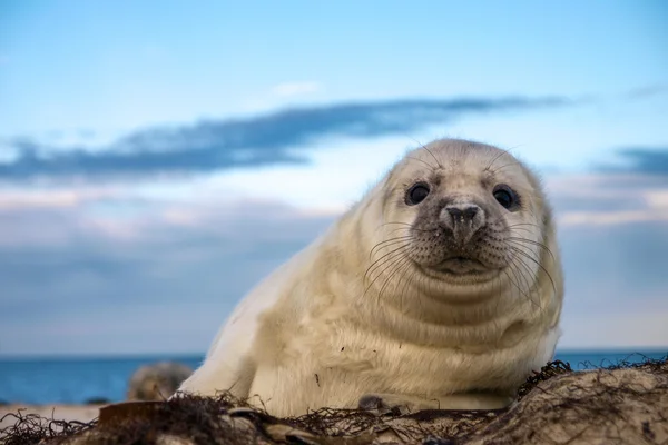 Young puppy seal — Stock Photo, Image