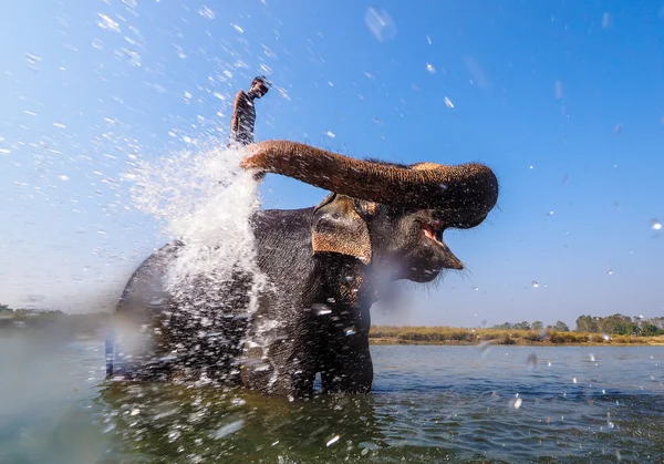Elephant splashing with water — Stock Photo, Image