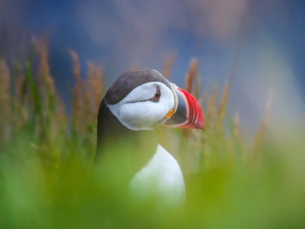 Schattig Atlantische papegaaiduiker in IJsland — Stockfoto