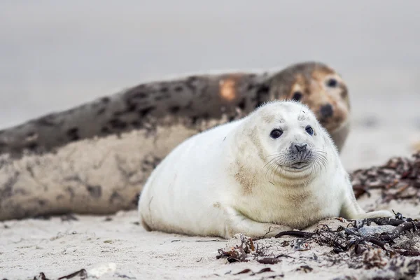 Jonge grijs pup zegel — Stockfoto