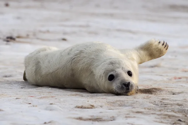 Giovane cucciolo di foca grigio — Foto Stock