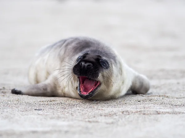 Joven foca cachorro gris — Foto de Stock