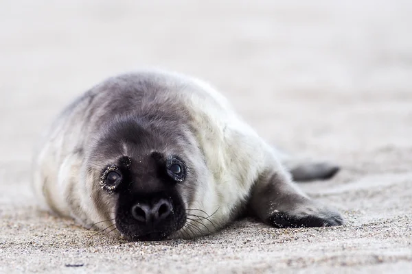 Jonge grijs pup zegel — Stockfoto