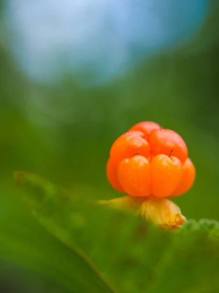 olgun berry cloudberry