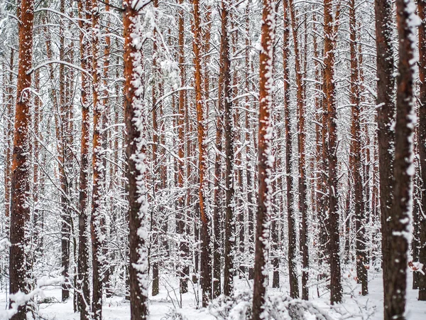 Forêt enneigée après les chutes de neige — Photo