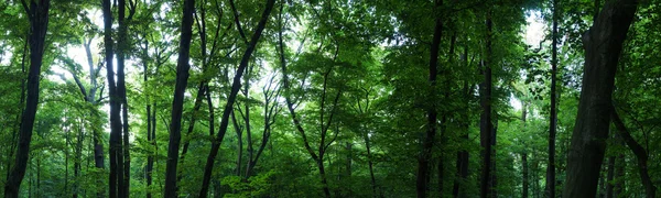巨大な森のパノラマ — ストック写真