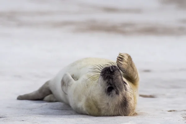 Giovane cucciolo di foca grigio — Foto Stock