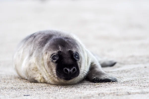 Joven foca cachorro gris — Foto de Stock