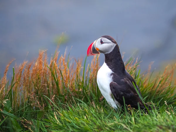 Puffin Atlântico bonito em Islândia — Fotografia de Stock