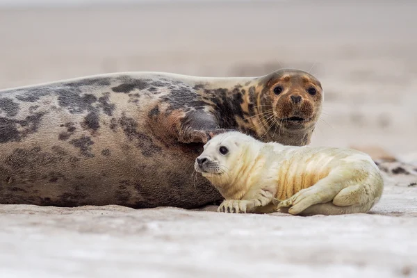 Baby grijs zegel — Stockfoto