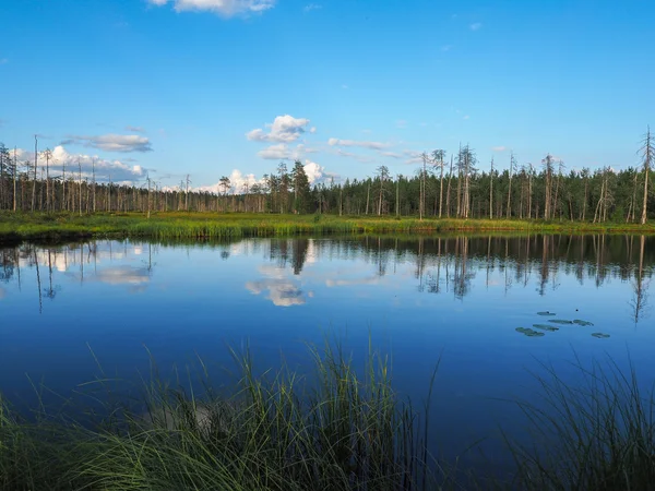 Reflektion av skog i damm — Stockfoto