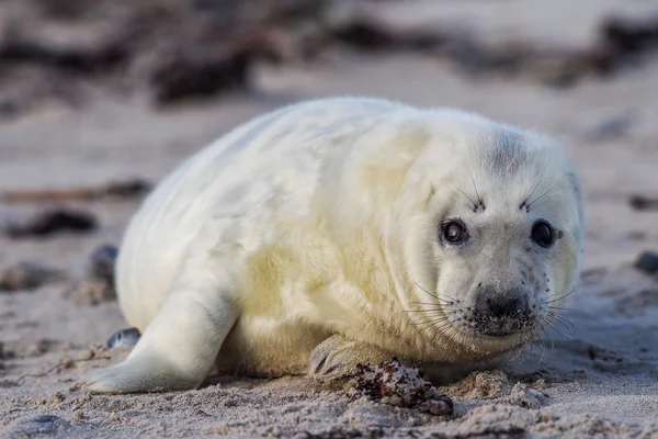 Giovane cucciolo di foca grigio — Foto Stock