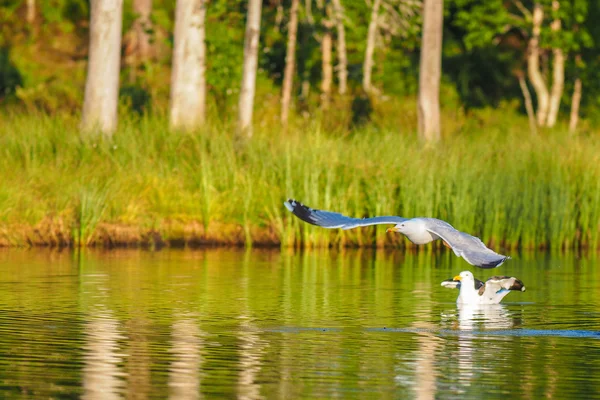 Gaivotas e reflexo da floresta na lagoa — Fotografia de Stock