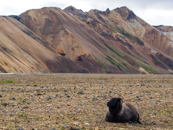 Landmannalaugar fjallabak 자연 보호 구역 — 스톡 사진