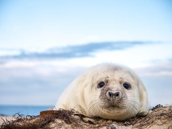 Young puppy seal — Stock Photo, Image