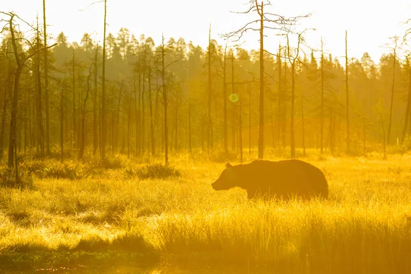 Urso castanho — Fotografia de Stock