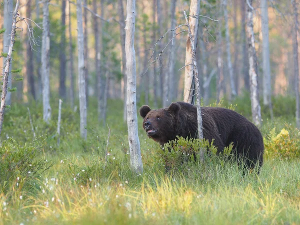 Brown bear — Stock Image Brown bear Stock Image