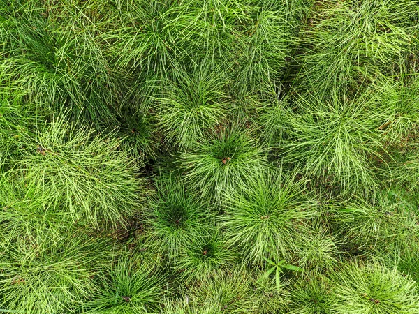 Equisetum horsetail — Stock Image Equisetum horsetail Royalty Free Stock Images