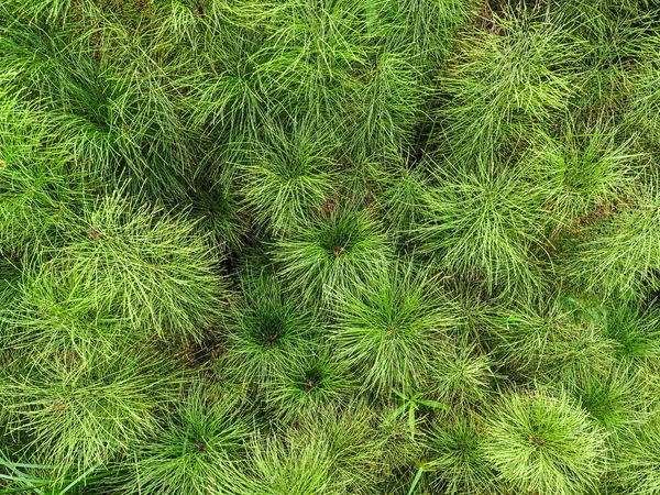 Equisetum horsetail — Stock Image Equisetum horsetail Stock Photo