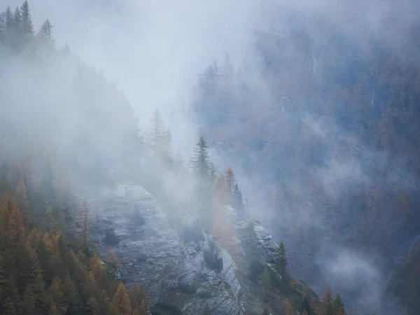 Misty forest on mountain slope — Stock Photo, Image