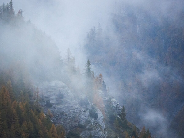 Misty forest on mountain slope