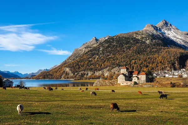 Alpes e vacas suíças — Fotografia de Stock
