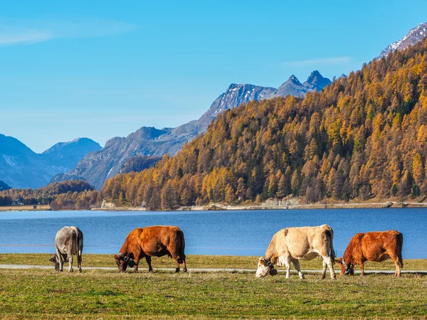 Alpes e vacas suíças — Fotografia de Stock